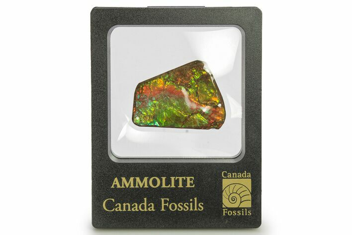 Iridescent Ammolite (Fossil Ammonite Shell) - Rainbow Colored #275083